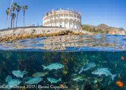 2016 Ocean Art Contest Winners - Underwater Photography Guide