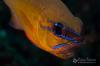 Mouthbrooding Cardinalfish can be challenging and rewarding to ...