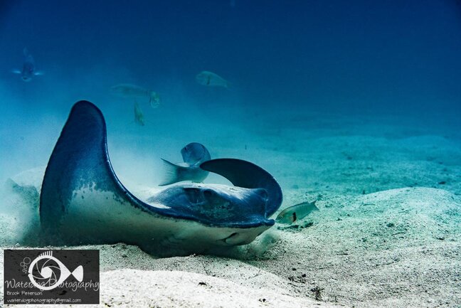 Brook Peterson bat ray in sand