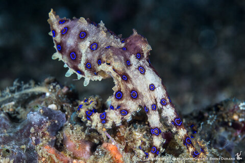 durand-blue-ringed-octopus-2.jpg