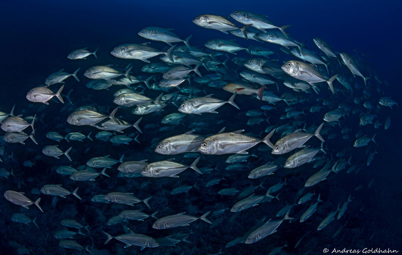 Fiji Fish Identification Chart