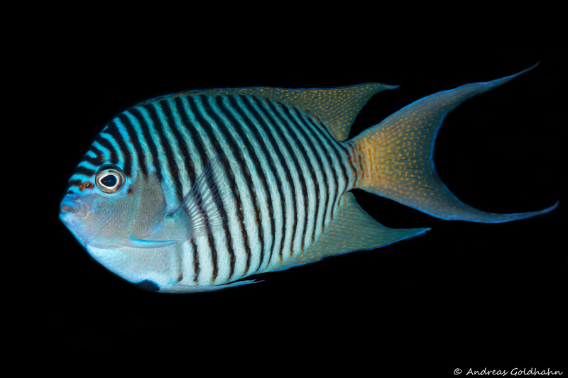 Fiji Fish Identification Chart