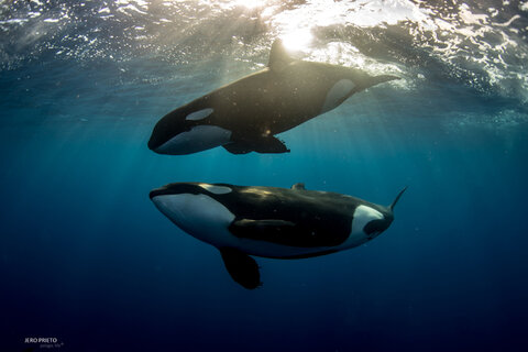 Orcas underwater