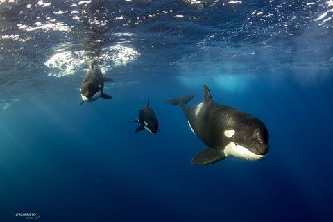 reflective paper Orca Film by the metre