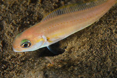 This photo is technically good, well exposed, but the composition could be better. The shot is slightly from above, instead of eye-level, the fish has no room on the left, and part of the fish is amputated. This photo is technically good, well exposed, but the composition could be better. The shot is slightly from above, instead of eye-level, the fish has no room on the left, and part of the fish is amputated.