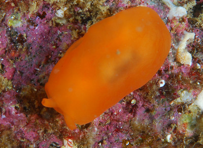 This nudibranch is shot from above. The nudibranch photo below, under #5, is shot from getting down low, and is much more interesting.