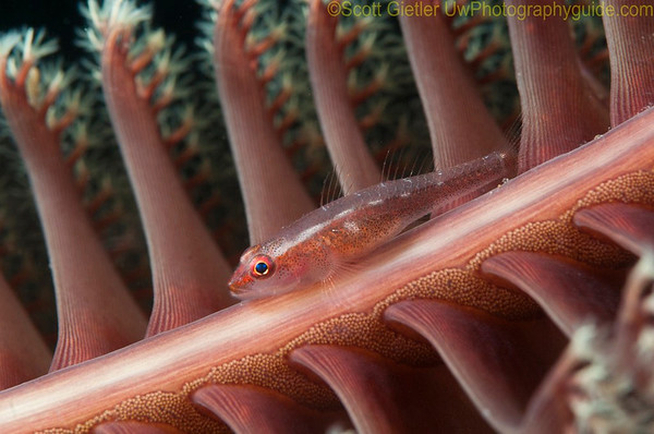 image sharpness underwater photography