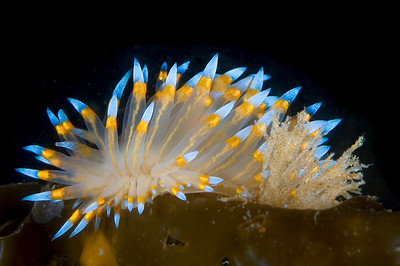 janolus nudibranch with black background, underwater photo