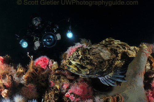 Ok, here's an example of a wide-angle photo with a distinct foreground subject. A gloveless diver (Keri Wilk) in the background helps to complete the photo. California Oil Rigs, F13, 1/320th, ISO 250, Tokina 10-17mm @16mm underwater photo composition example