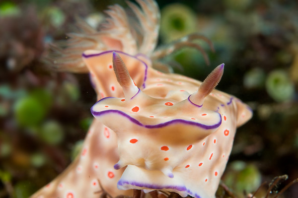 Notice how the rhinophores are in sharp focus. The rhinophores are the two ridged "antennaes" at the top of the sea slug. (Beginner photographers stop reading here, advanced shooters read on). Having both rhinophores parallel to the image plane makes this task easier. My dSLR also allowed me to move my single focus point right on the rhinophore, assuring a sharp focus. Having multiple focus points to choose from is a big advantage in getting the composition you want. Shot at F18. If I had another chance, I'd shoot at F13 to try to get the background blurred a little more, but then I risk having the front tip of the animal out of focus.