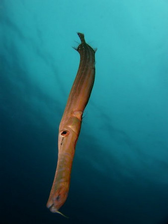 This trumpetfish is clearly shot from below, very nicely done. Photo by Diana Vicei.