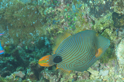 This fish is very hard to photograph. Most photos showcase the "fish butt", like this one. This fish is very hard to photograph. Most photos showcase the "fish butt", like this one.