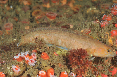 In this photo there needs to be more room to the right of the fish. In this photo there needs to be more room to the right of the fish.