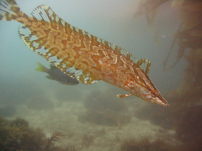 It would have been nice to get the entire tail of this fish in the photo. It would have been nice to get the entire tail of this fish in the photo.