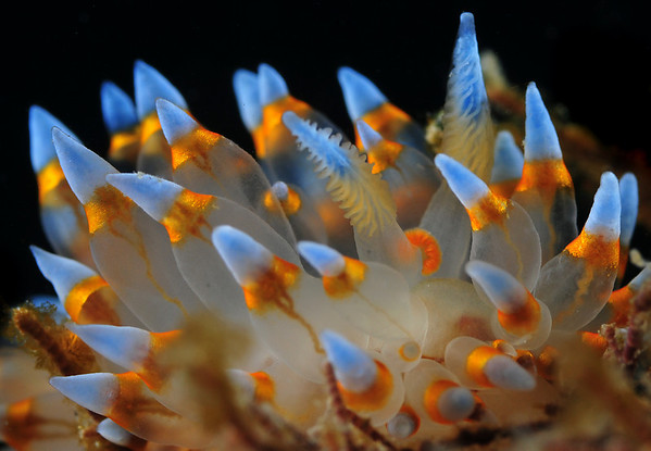 Janolus nudibranch at Catalina Island. D300 + 60mm + 1.4x tele. I made sure I moved my focus points over the rhinophores to get them in focus. Shot at F18 for good depth of field. Janolus nudibranch at Catalina Island. D300 + 60mm + 1.4x tele. I made sure I moved my focus points over the rhinophores to get them in focus. Shot at F18 for good depth of field.