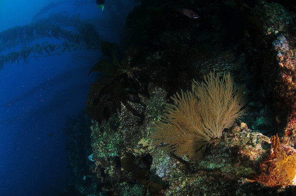 shutter speed, underwater photography example