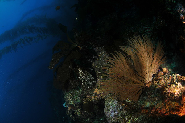 shutter speed, underwater photography example