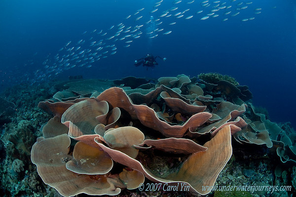 close-focus wide-angle underwater photo