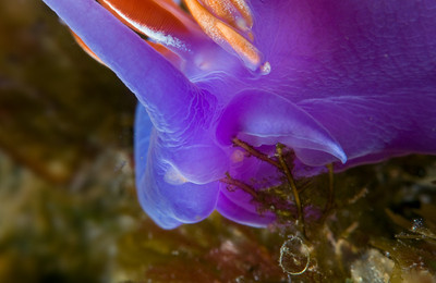 spanish shawl nudibranch feeding