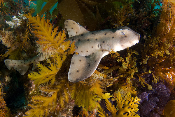 horn shark, catalina island
