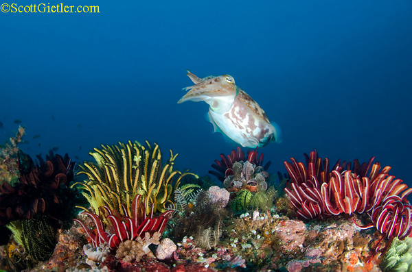 cuttlefish, bali