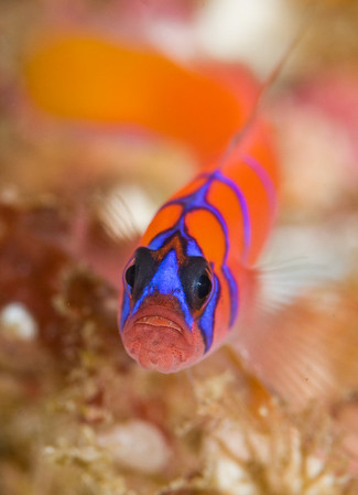 goby with selective depth of field, catalina island