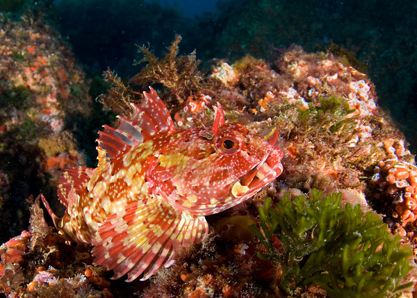 cabezon at farnsworth banks, cfwa underwater photo
