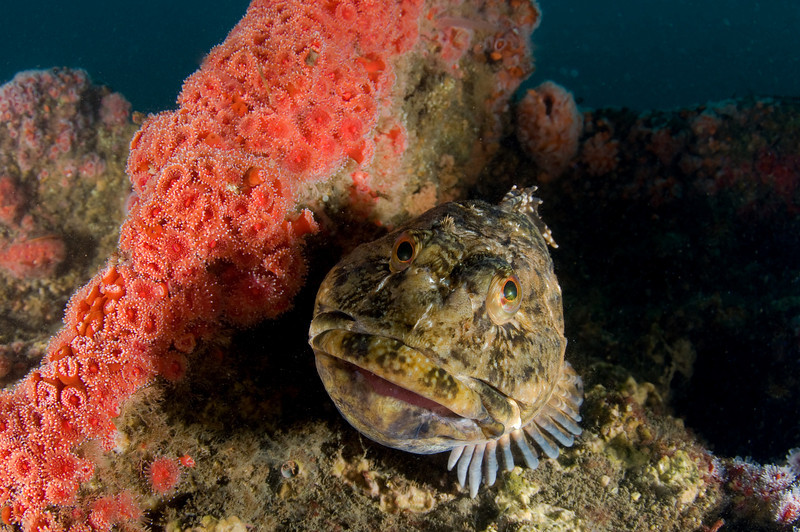 close-focus underwater photo of a cabezon, star of scotland wreck