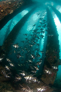 schooling fish at rapid bay jetty