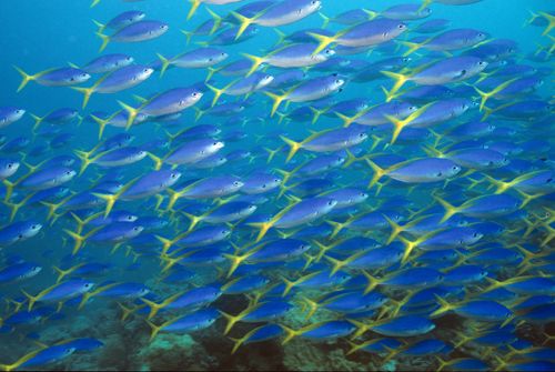 schooling fish underwater in PNG