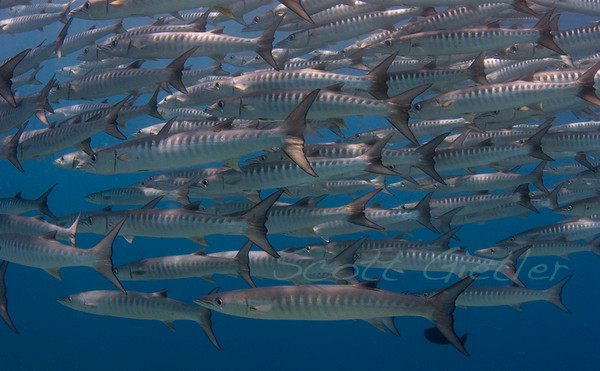 Schooling Barracuda, Ambient Light, 20ft of water. f/7, 1/160th, ISO 250 barracuda at bunaken, natural light photo