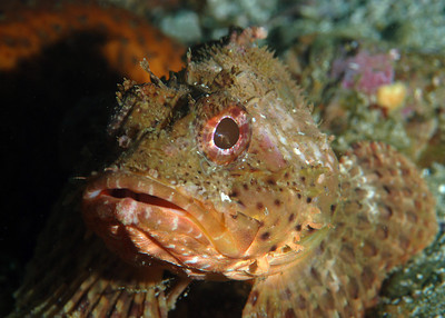 A 50mm or 60mm lens will show a little more of the background than a 100 or 105mm lens. Scorpionfish at Catalina Island, Nikon D80 + 60mm lens, f/14, 1/160th, ISO 200. scorpionfish at catalina island, nikon 60mm macro lens