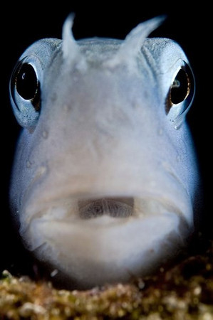 supermacro underwater photography by keri wilk