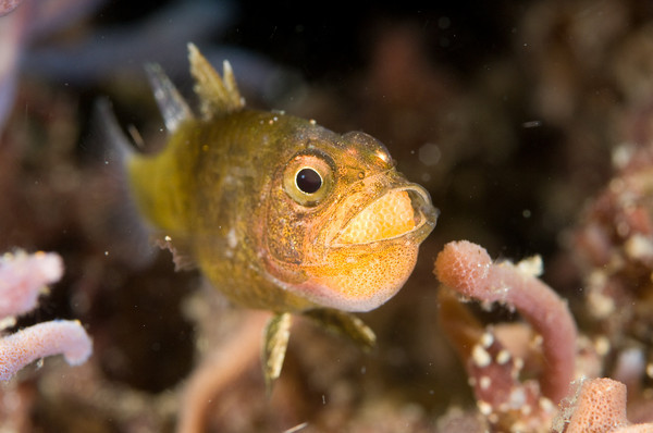 brooding cardinalfish