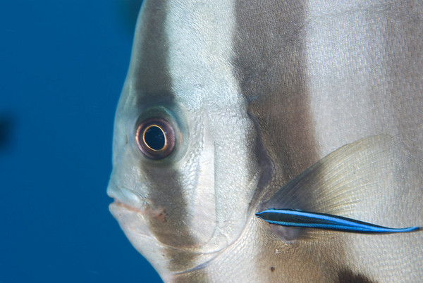 wrasse cleaning station underwater