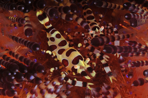 colmani shrimp underwater supermacro