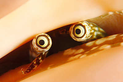 supermacro underwater photo, conch eyes