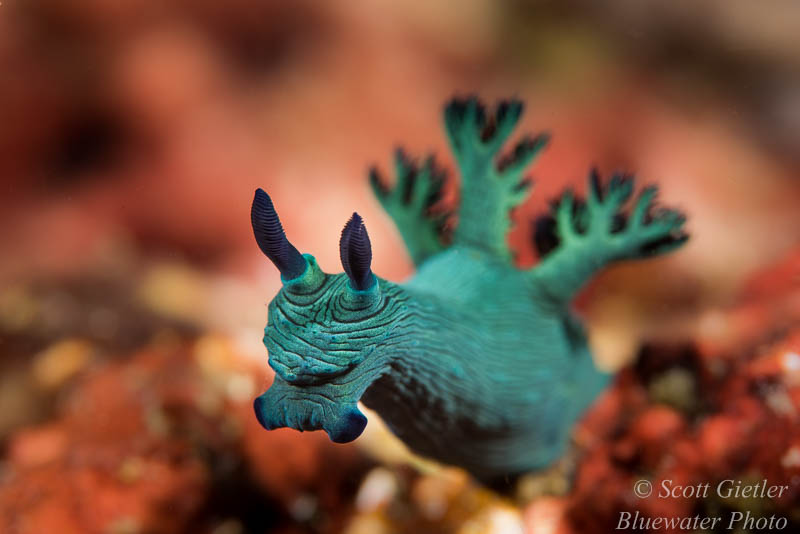 Nembrotha nudibranch from Anilao, Nikon 105mm VR lens best underwater lenses Nikon 105mm VR lens