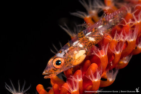 Mirrorless cameras deliver exceptional image quality in a much smaller package than a DSLR. This goby was shot with the Sony a6300. Photo: Brent Durand