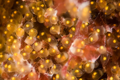 garibaldi eggs, southern california