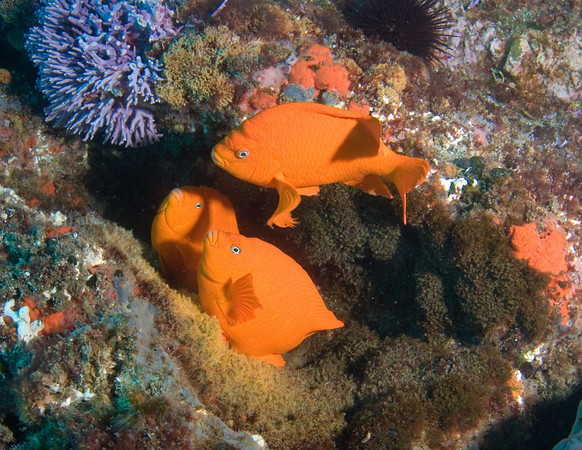 garibaldis fertilizing eggs
