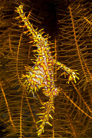 It can take a long time to get a macro subject in the right position - in this case, with the background completely filled with the crinoid. F13, 1/200th, ISO 200, 60mm lens in Anilao, Phillipines. ghost pipefish underwater photo, anilao