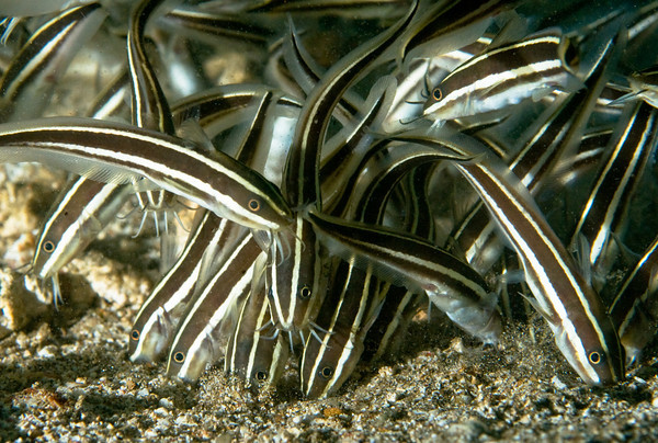 juvenile catfish feeding