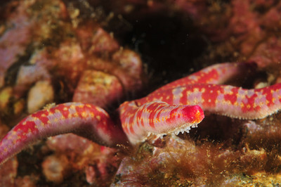 underwater photography examples, large depth of field