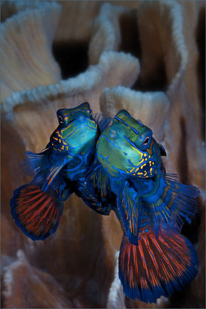 mandarin fish mating