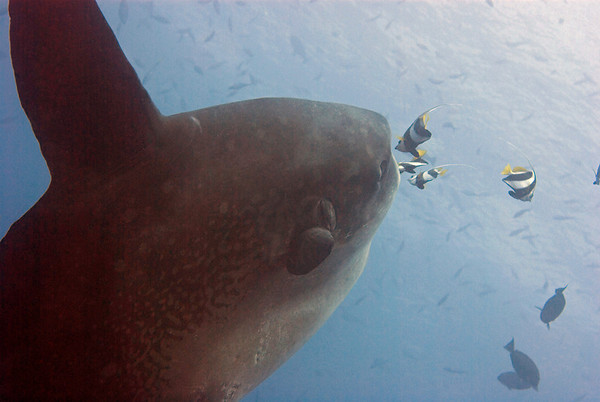 mola mola getting cleaned