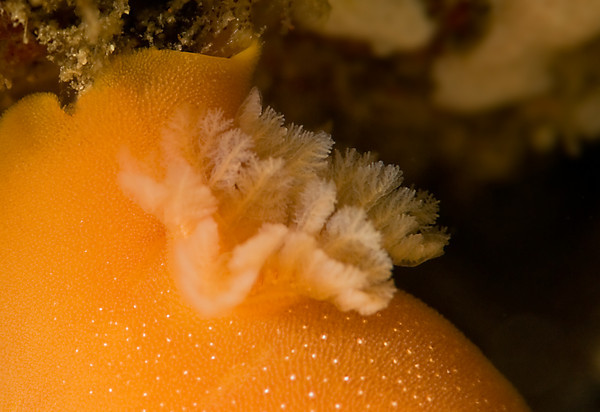 nudibranch gills supermacro
