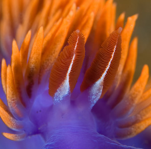 spanish shawl nudibranch, super-macro underwater photography