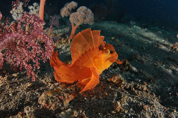 rhinopia eschmeyeri, anilao