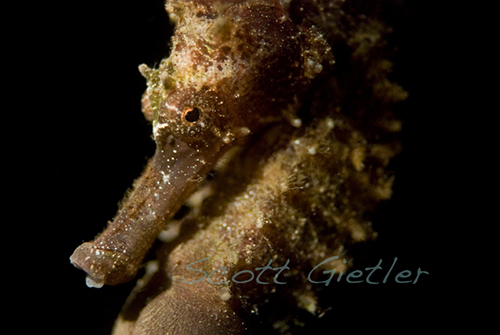 Seahorse Portrait, taken while diving Lembeh Strait Seahorse Portrait, taken while diving Lembeh Strait